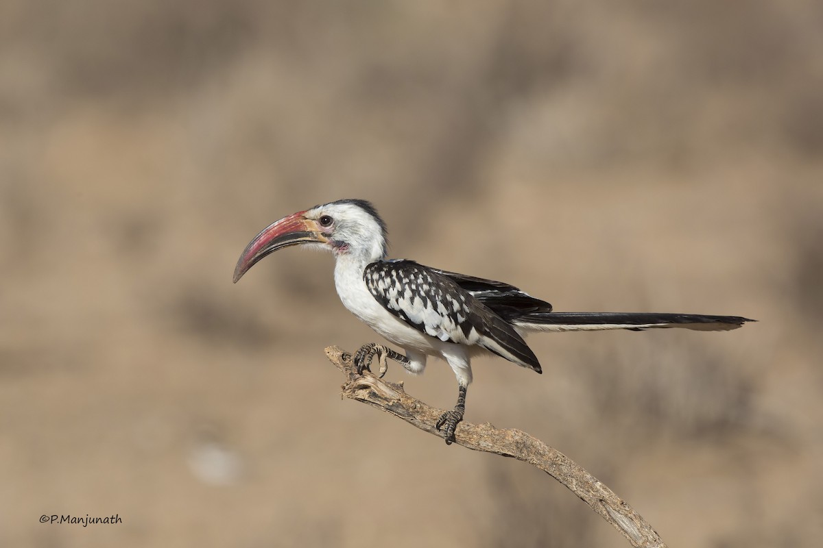 Northern Red-billed Hornbill - Prabhakar Manjunath