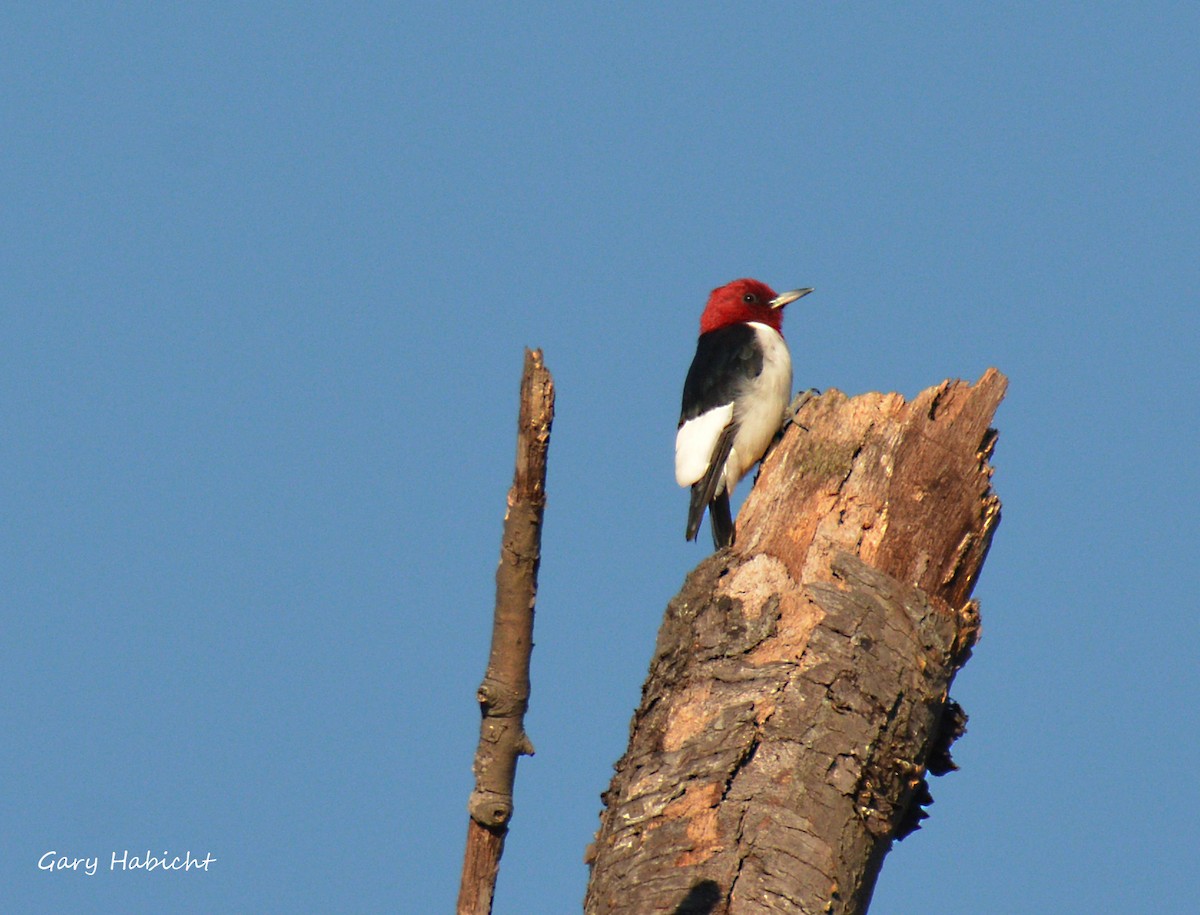 Red-headed Woodpecker - Gary Habicht