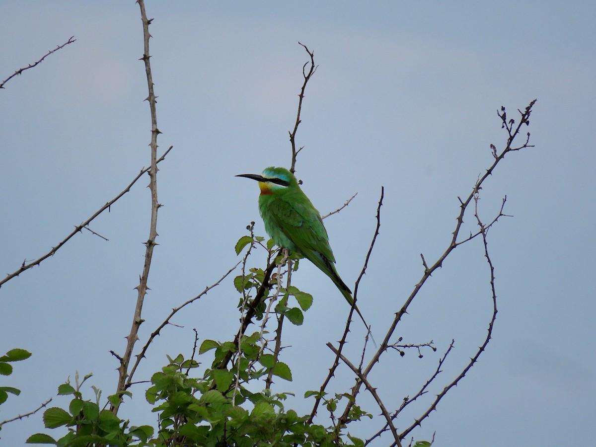 Blue-cheeked Bee-eater - ML231916351