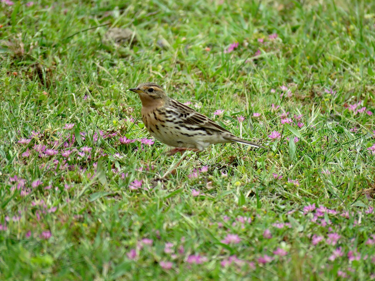 Red-throated Pipit - ML231916731