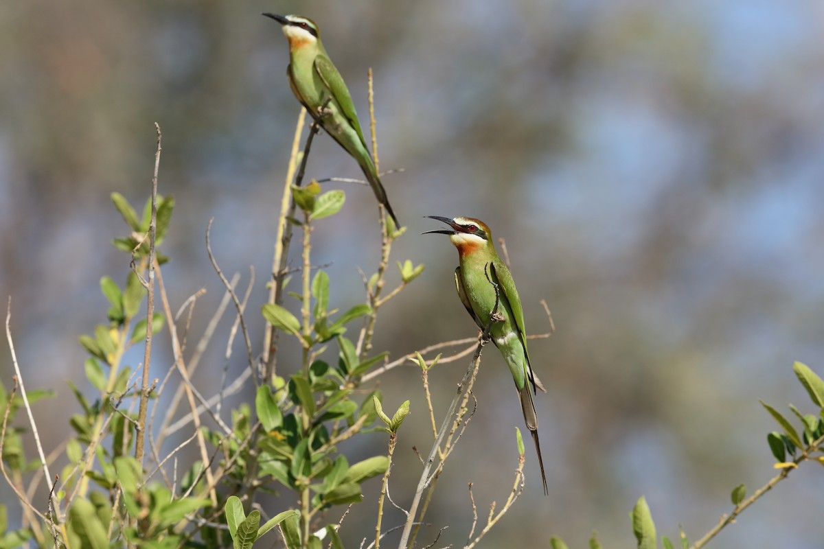 Madagascar Bee-eater - ML231918361