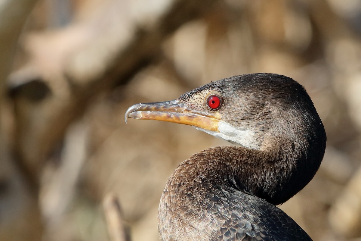Long-tailed Cormorant - Holger Teichmann