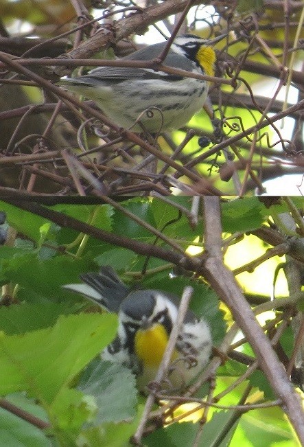 Yellow-throated Warbler - ML23192111