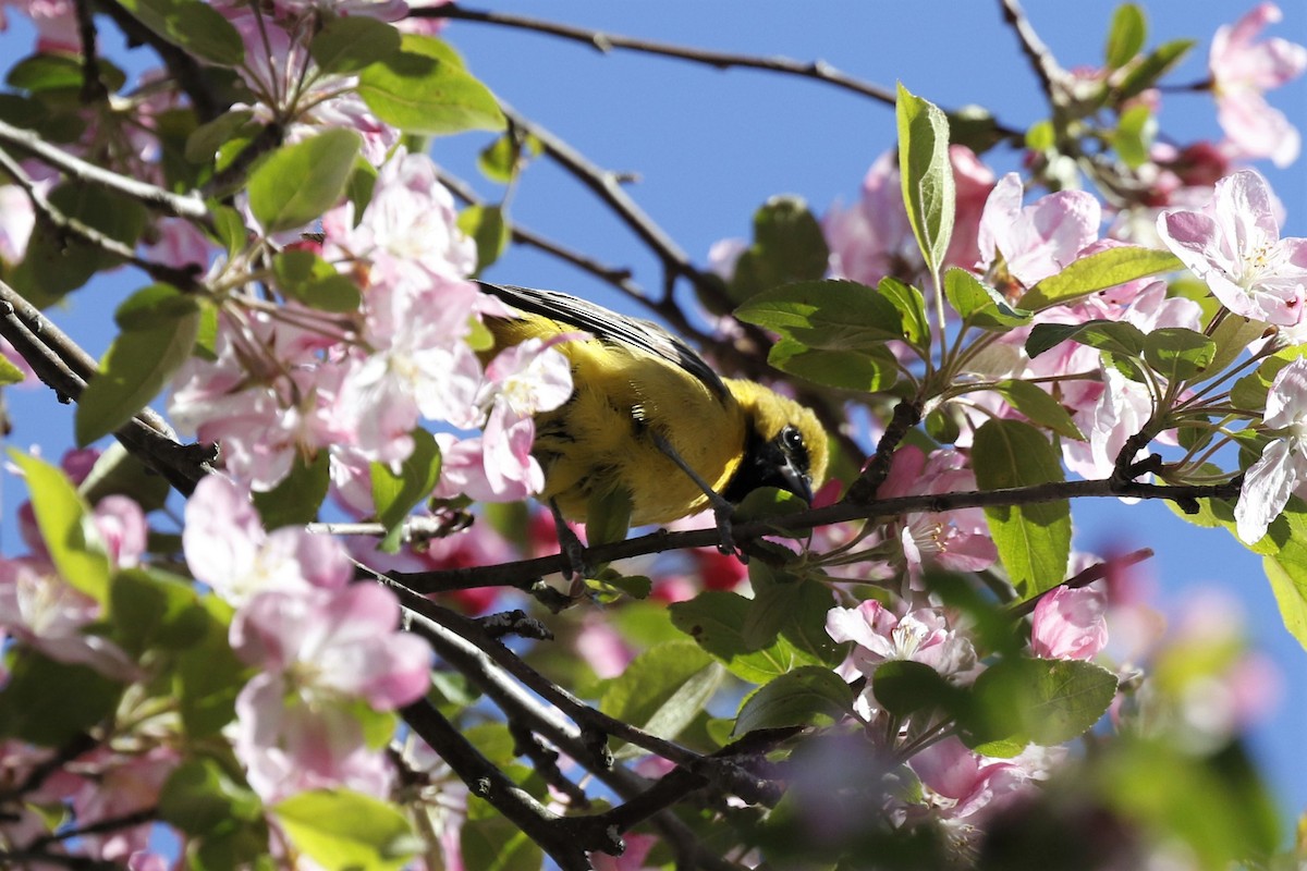 Orchard Oriole - ML231924911