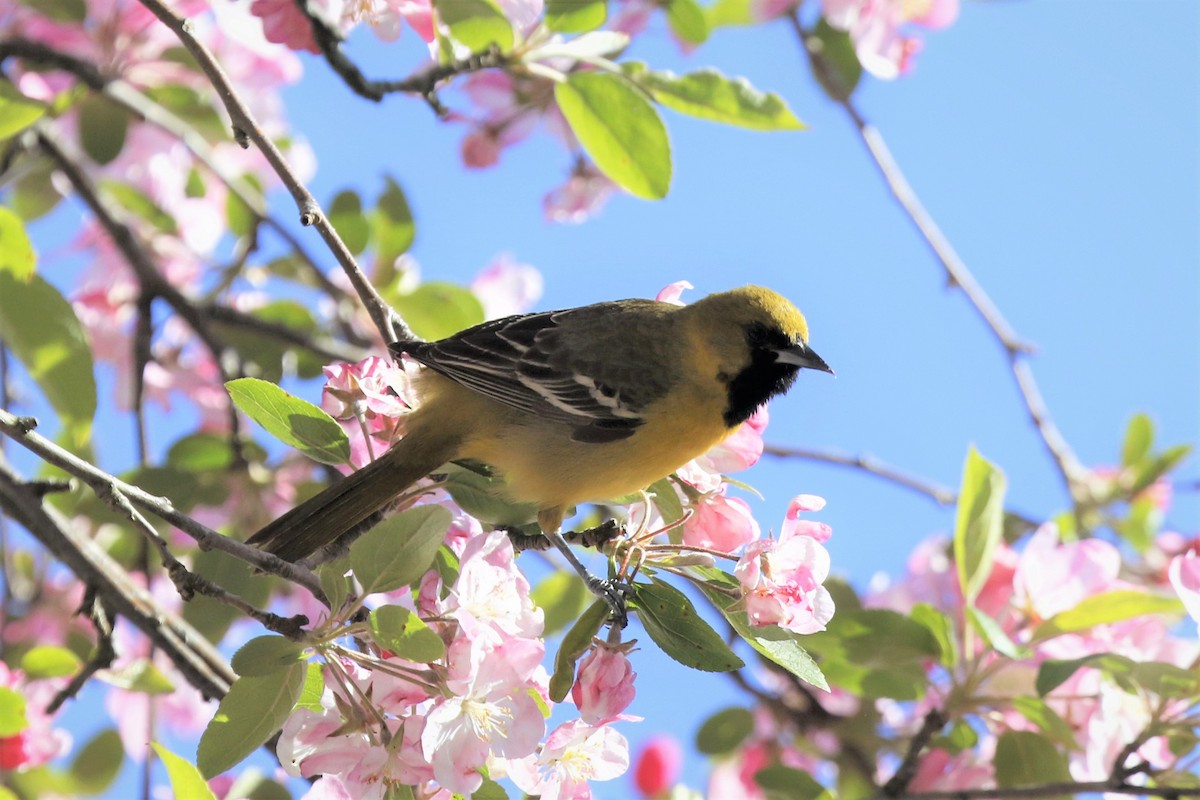 Orchard Oriole - ML231924981