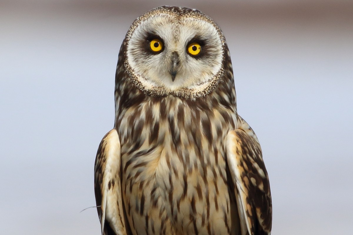 Short-eared Owl - ML231933811