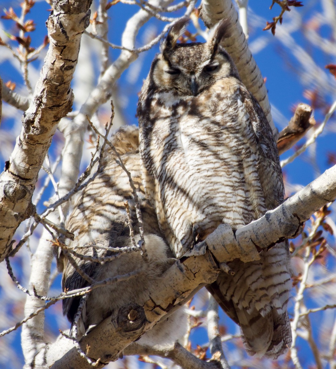Great Horned Owl - Trey Rogers