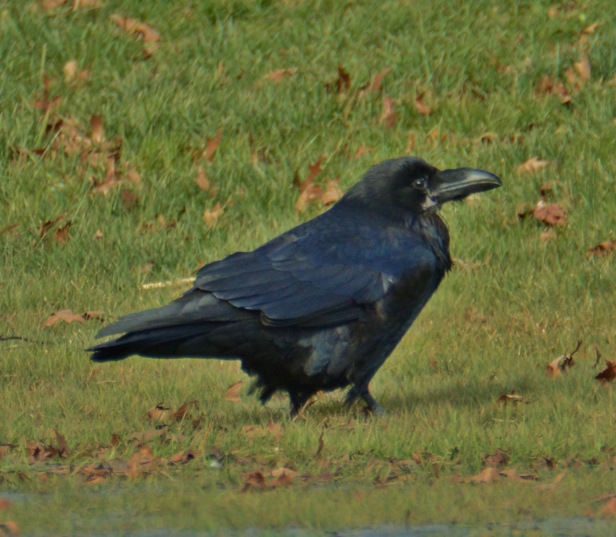 Common Raven - ML23193931