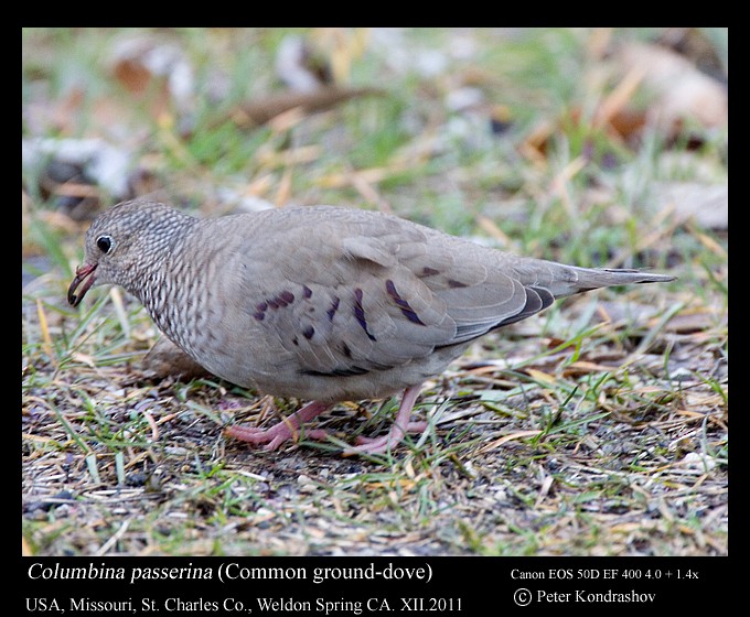 Common Ground Dove - ML231941061