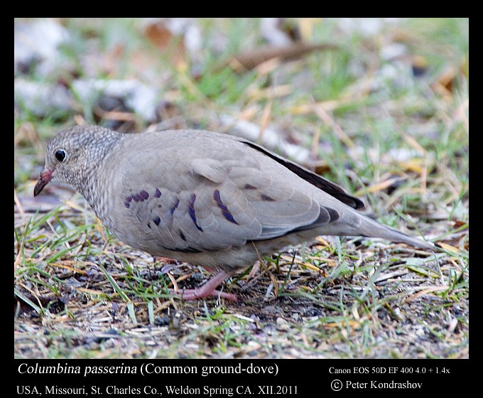 Common Ground Dove - ML231941091