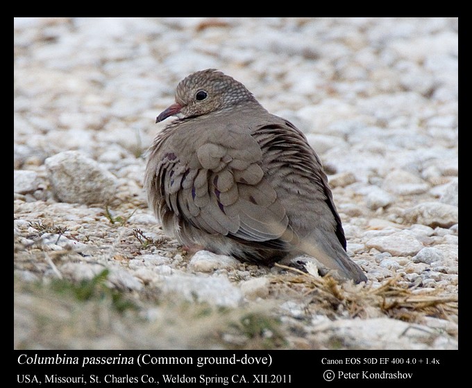 Common Ground Dove - ML231941141