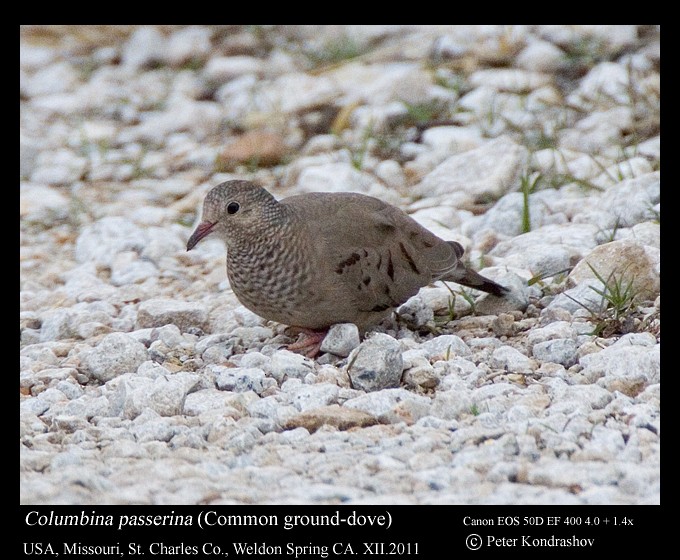 Common Ground Dove - ML231941151