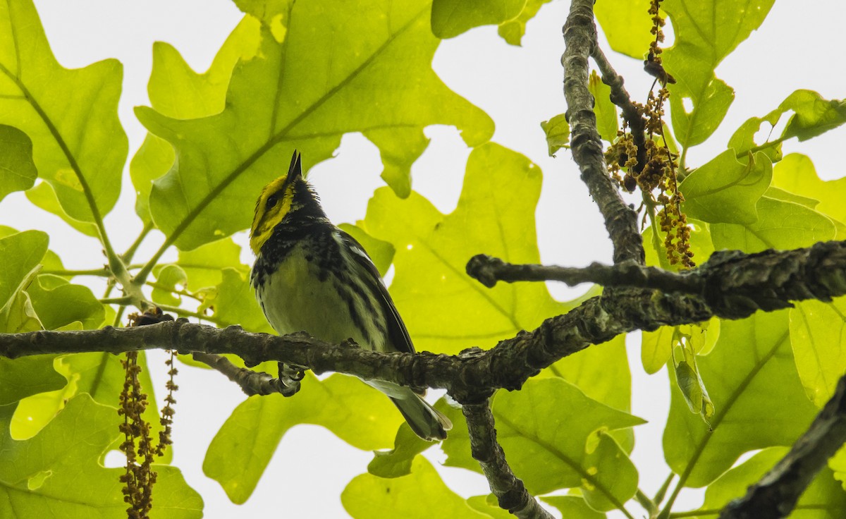 Black-throated Green Warbler - Austin Hess