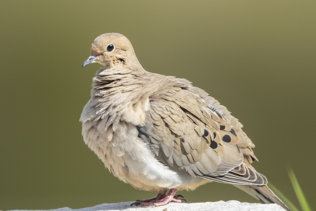Mourning Dove - Peter Hawrylyshyn