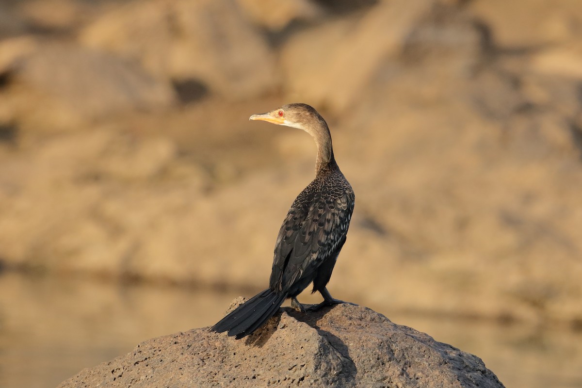 Long-tailed Cormorant - ML231949631