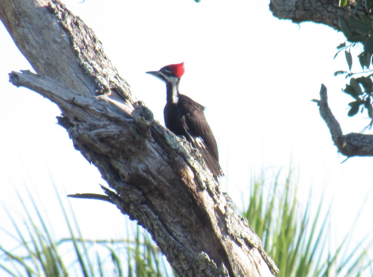 Pileated Woodpecker - ML231954501