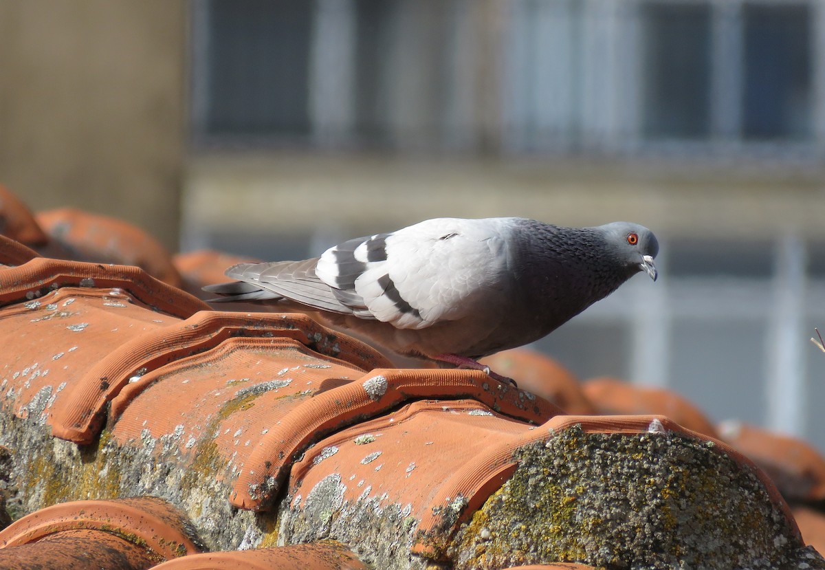 Rock Pigeon (Feral Pigeon) - ML231956731