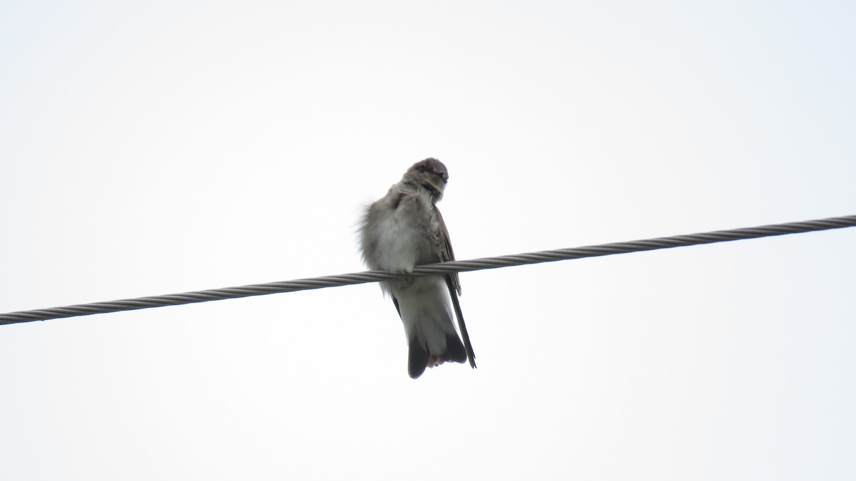 Northern Rough-winged Swallow - Curtis Mahon