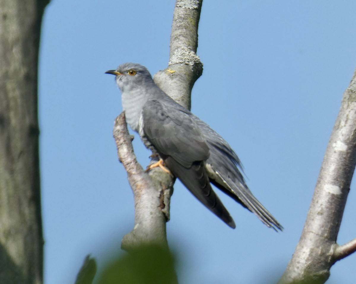 Common Cuckoo - Jean-Paul Boerekamps