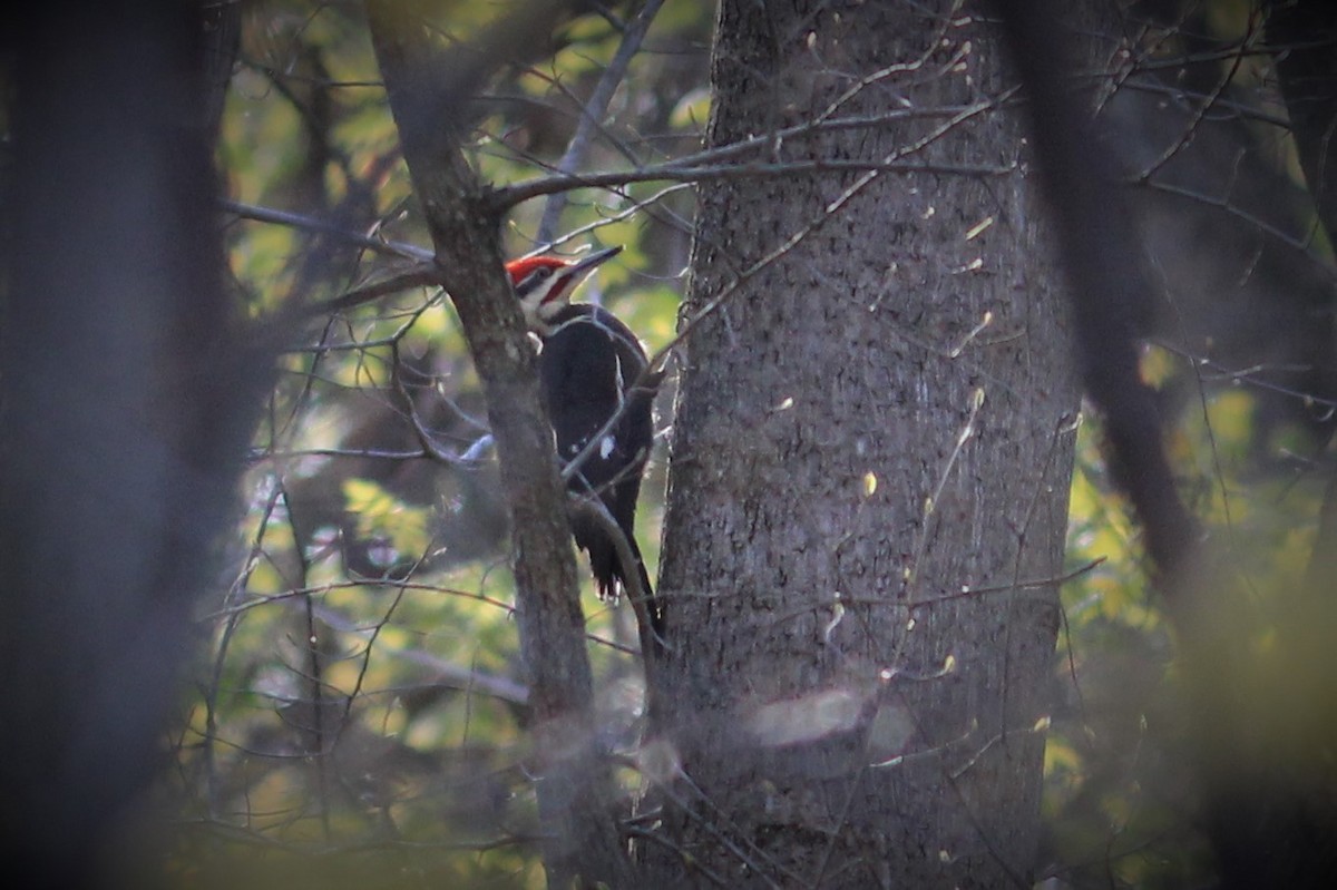 Pileated Woodpecker - James Kerner