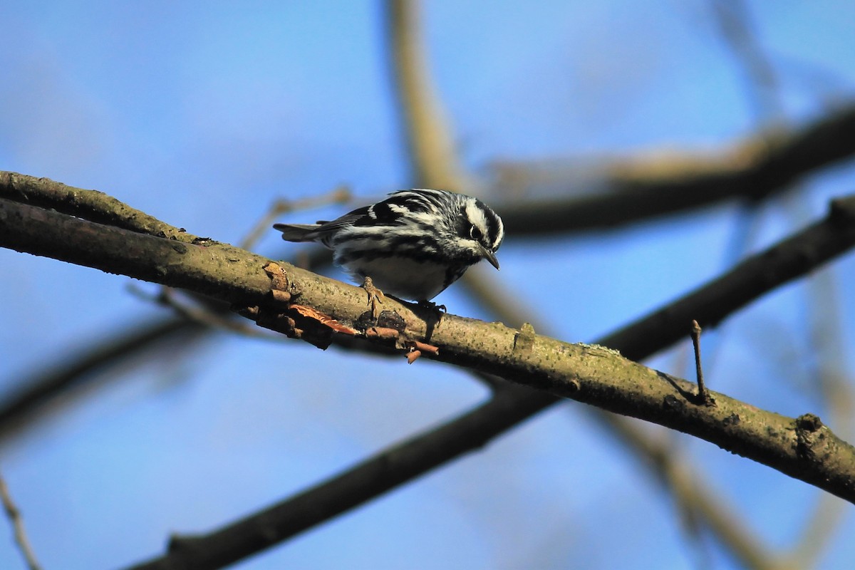 Black-and-white Warbler - ML231972041