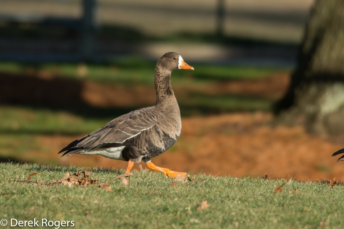Greater White-fronted Goose - ML23197611