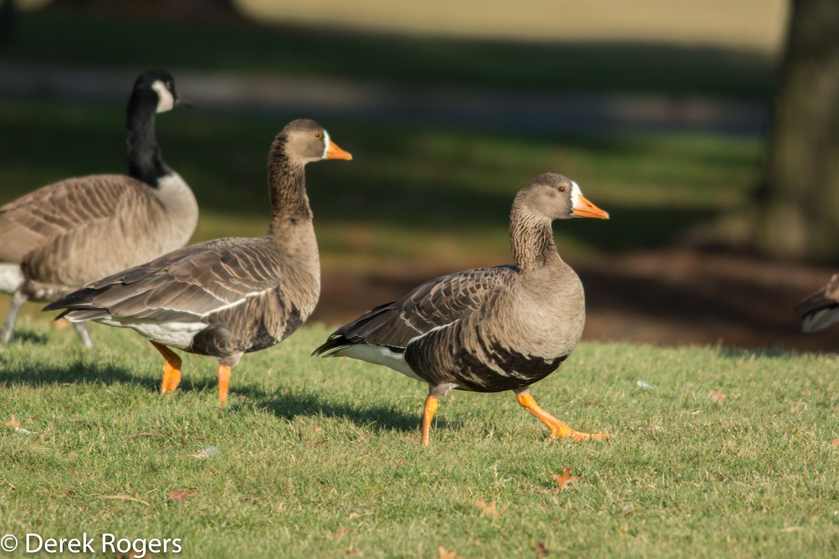 Greater White-fronted Goose - ML23197621