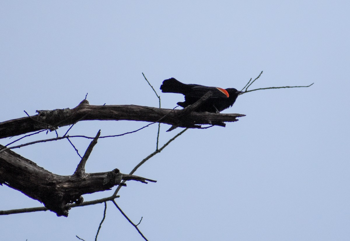 Red-winged Blackbird - ML231976991