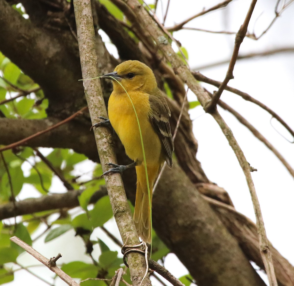 Orchard Oriole - ML231980891