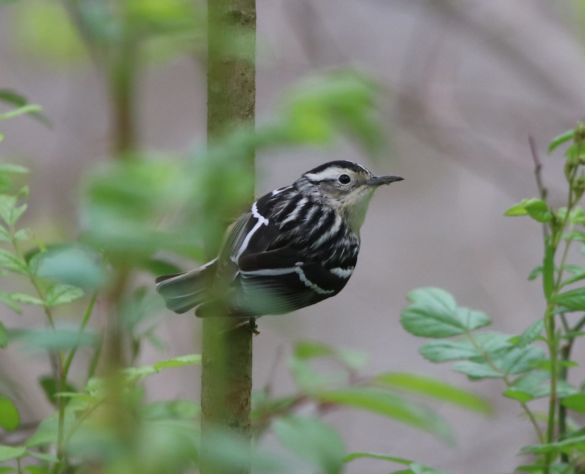 Black-and-white Warbler - ML231981391