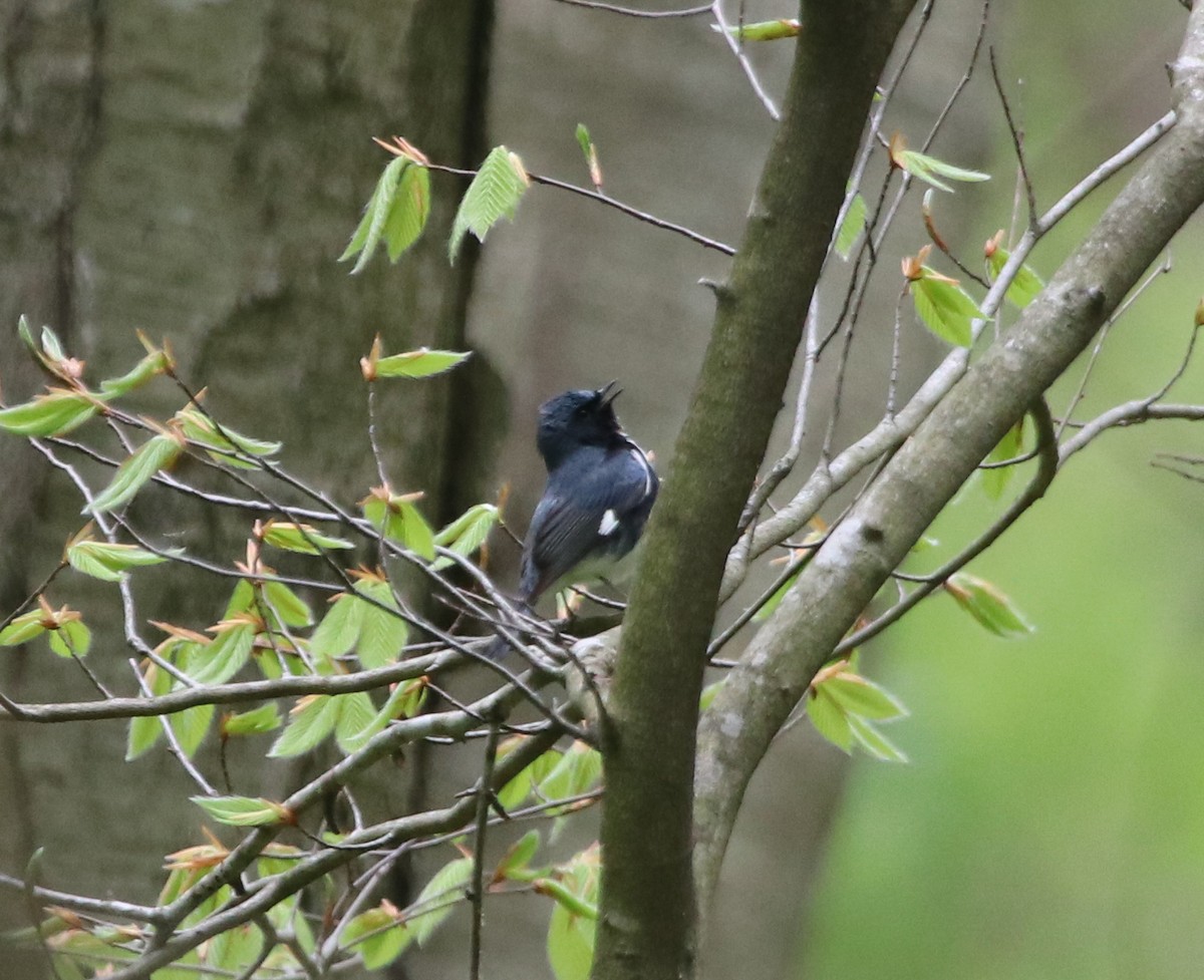 Black-throated Blue Warbler - ML231981671