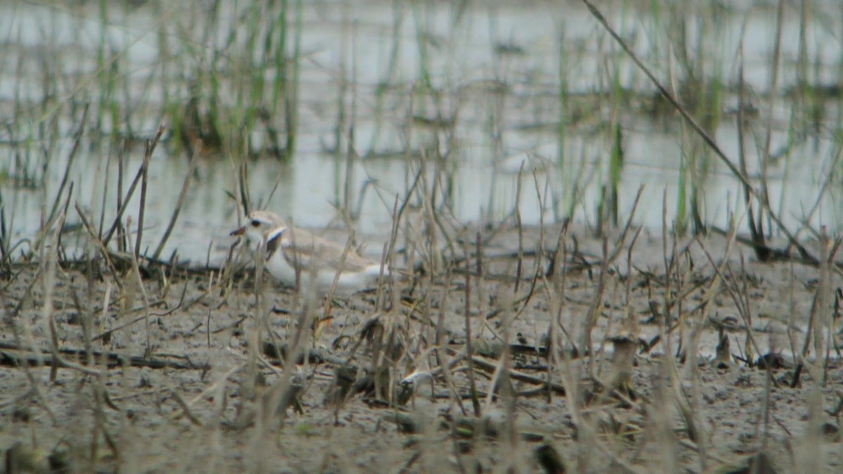 Piping Plover - ML23198491