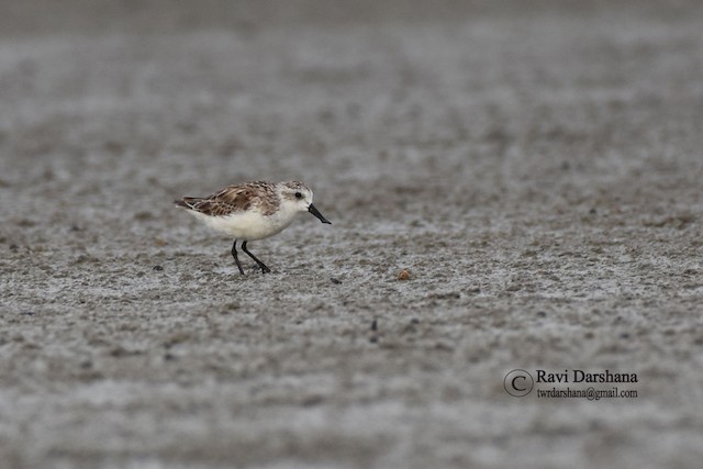First Alternate Plumage. - Spoon-billed Sandpiper - 