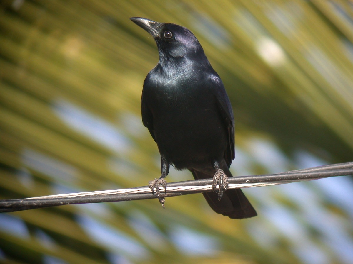 Sinaloa Crow - ML23198681