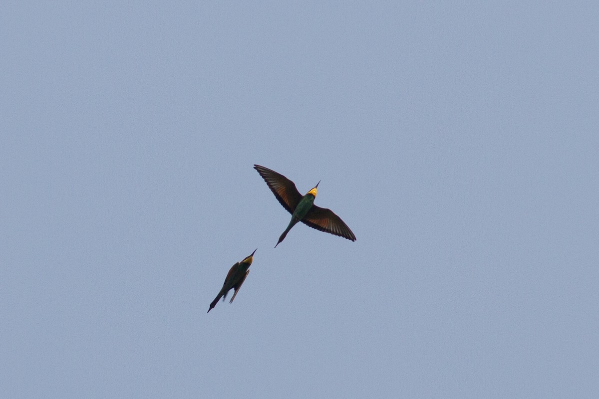 European Bee-eater - ML231989471
