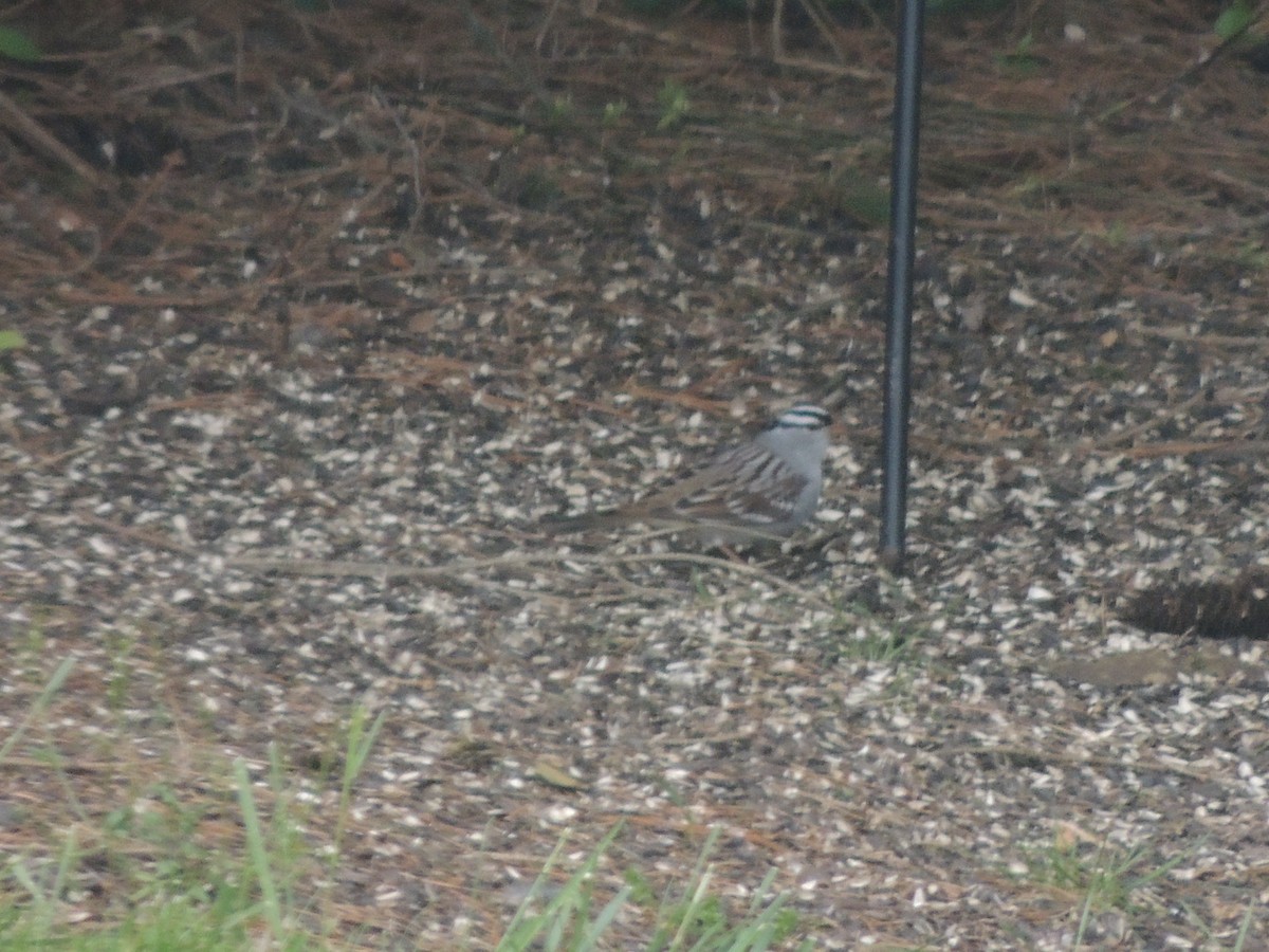 White-crowned Sparrow - ML231992791