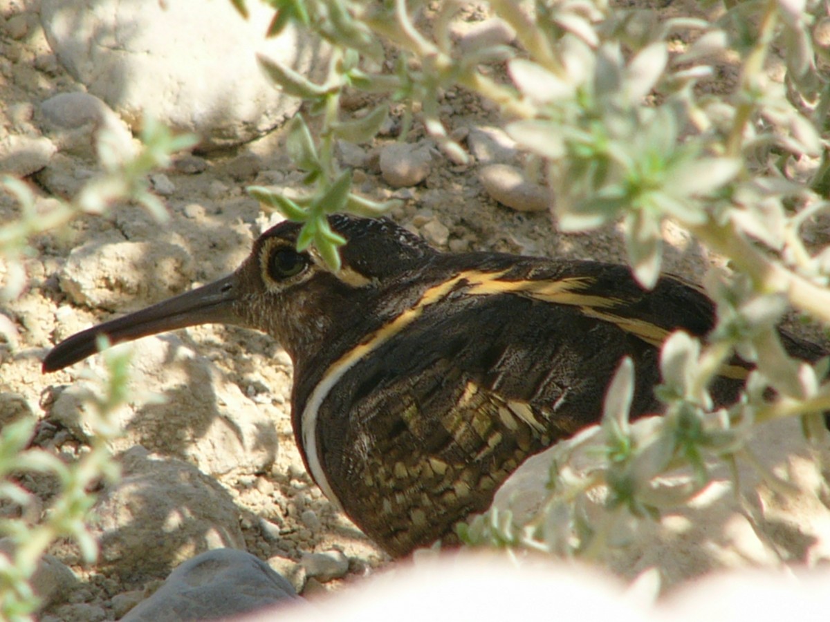 Greater Painted-Snipe - ML23199511