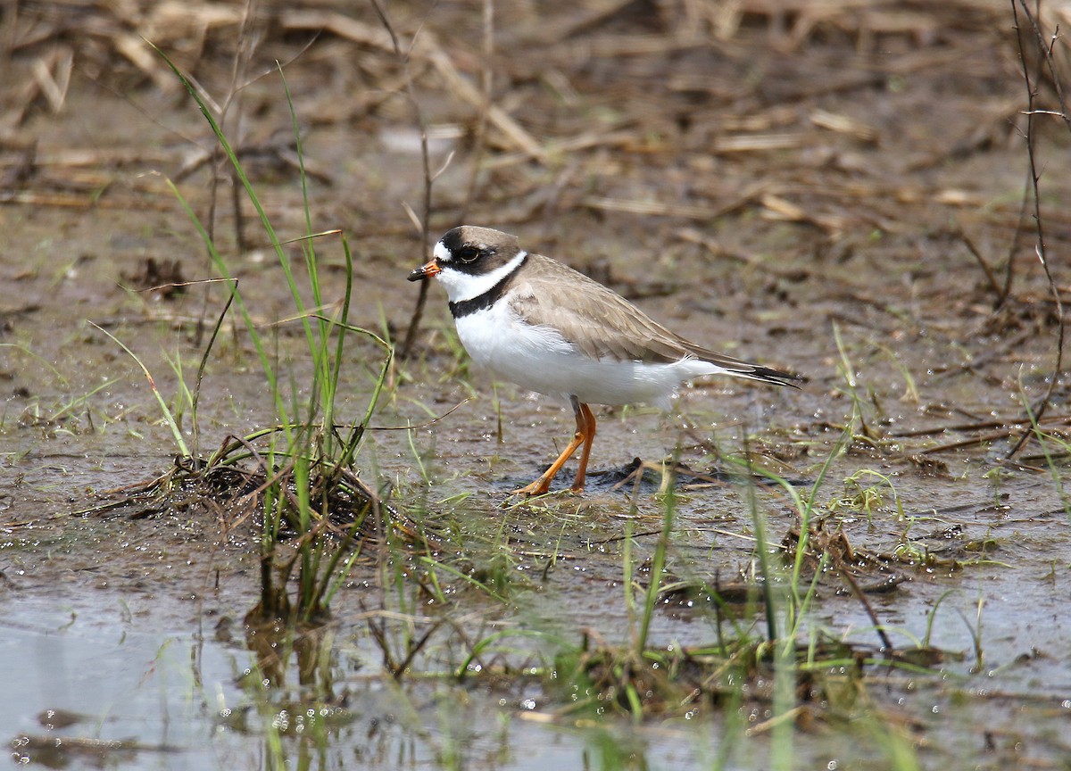 Semipalmated Plover - ML231995511