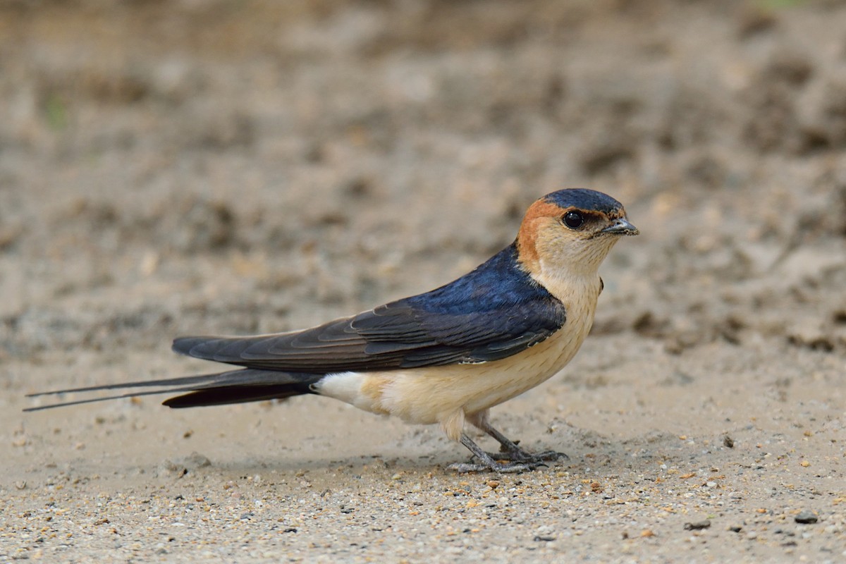 Red-rumped Swallow - ML231995961