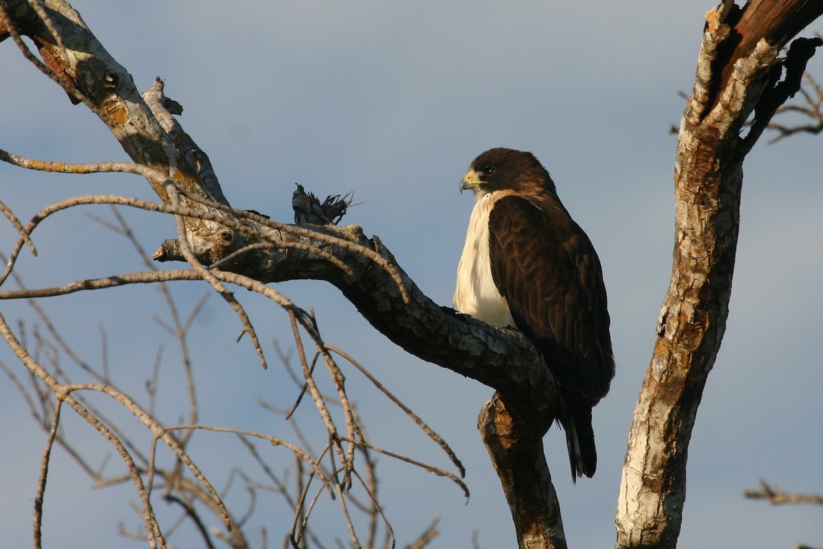 Short-tailed Hawk - Chris Wood