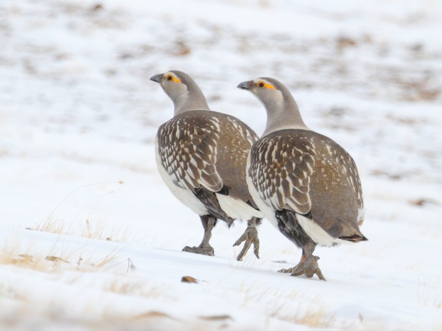 Altai Snowcock - Elena Shnayder