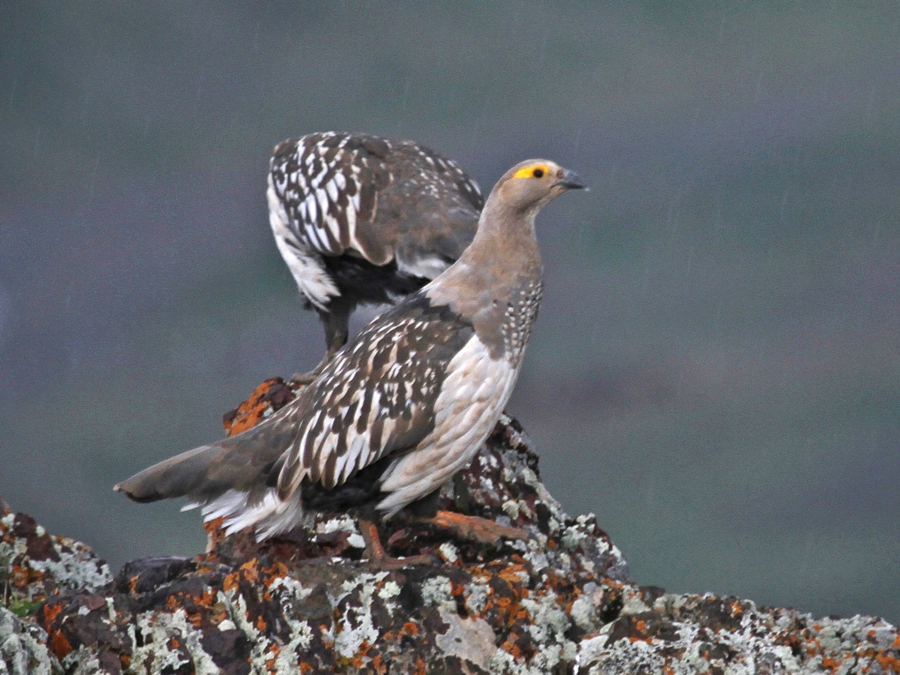 Altai Snowcock - Purevsuren Tsolmonjav