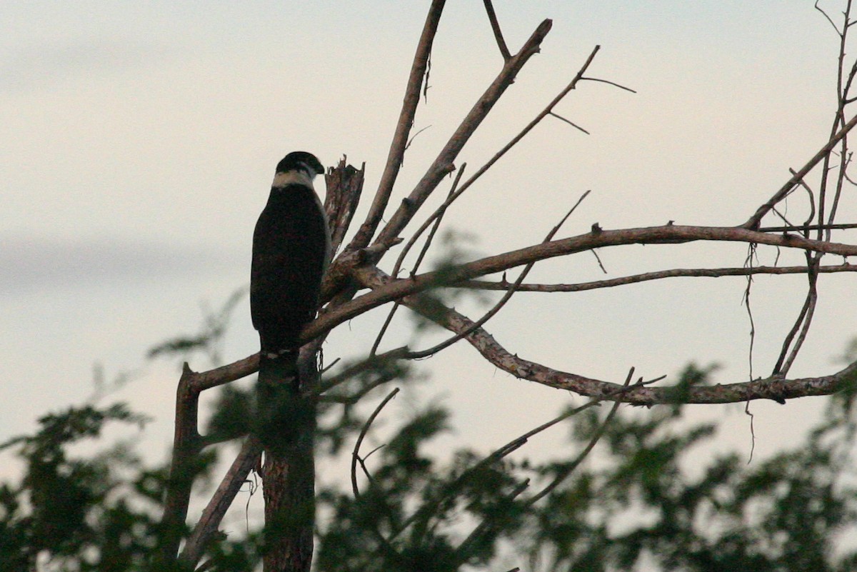 Collared Forest-Falcon - Chris Wood