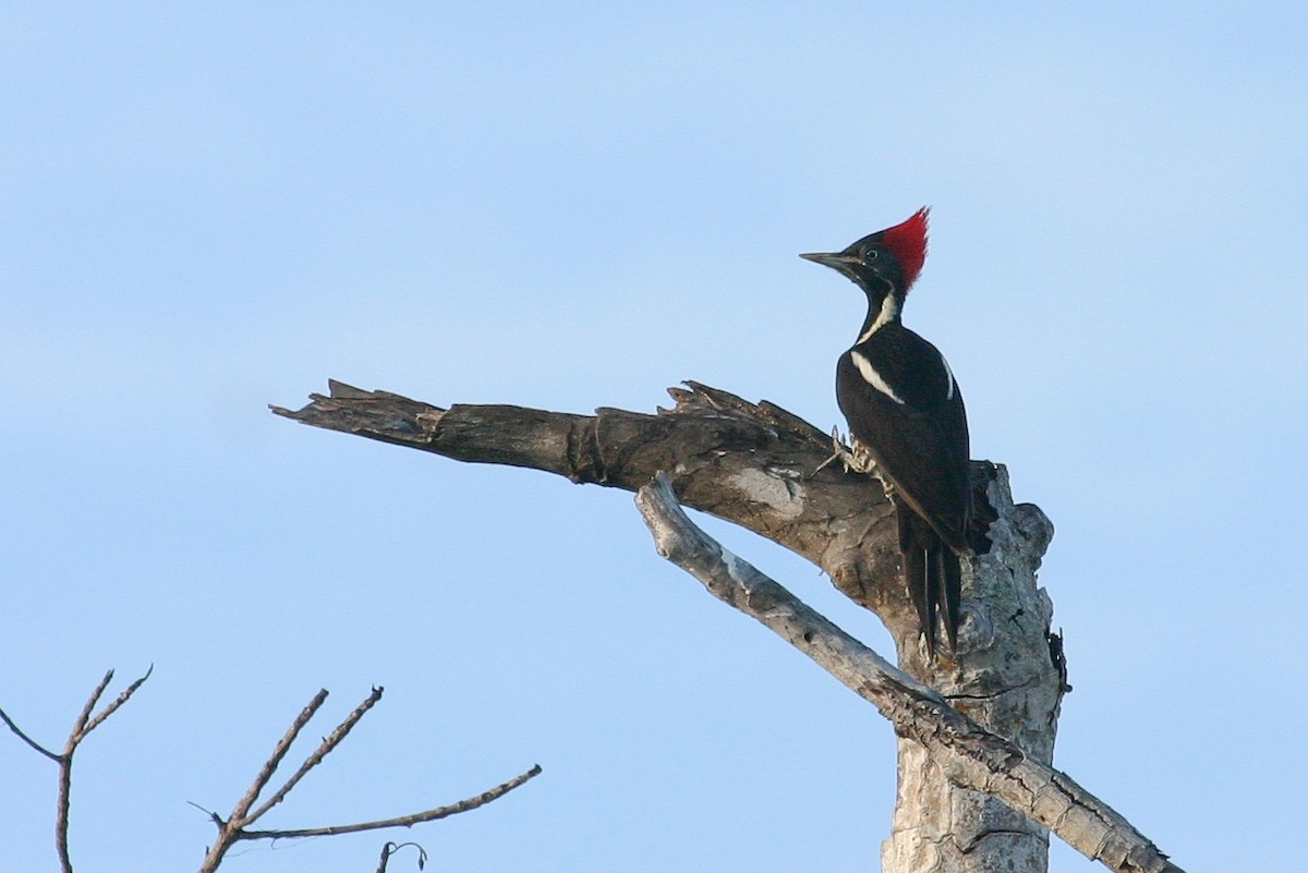 Lineated Woodpecker - Chris Wood