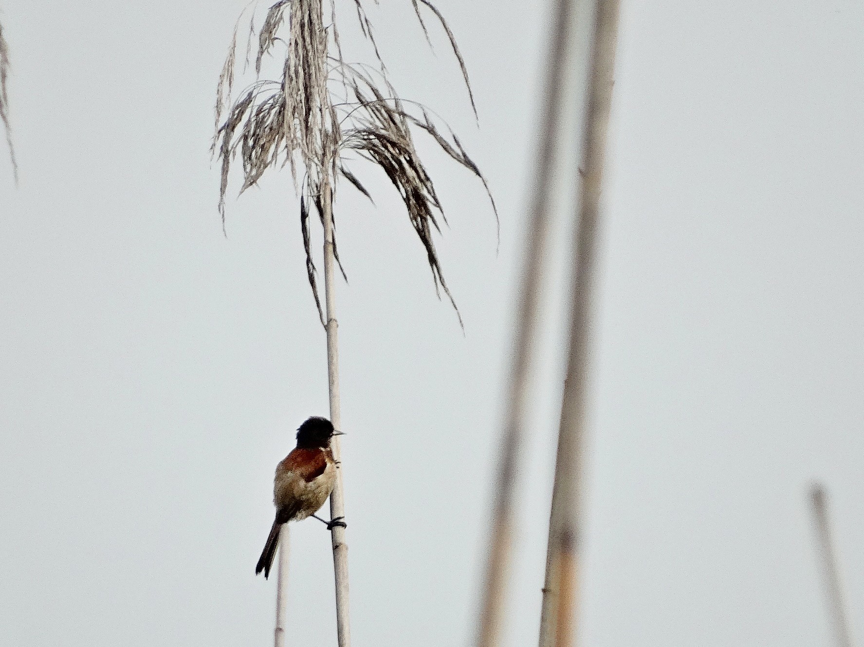 Black-headed Penduline-Tit - Jens Thalund