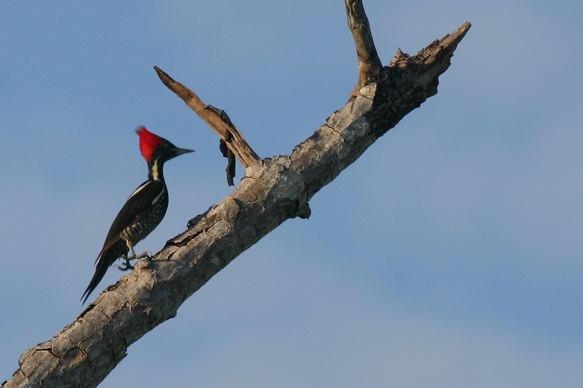 Lineated Woodpecker - ML23200151