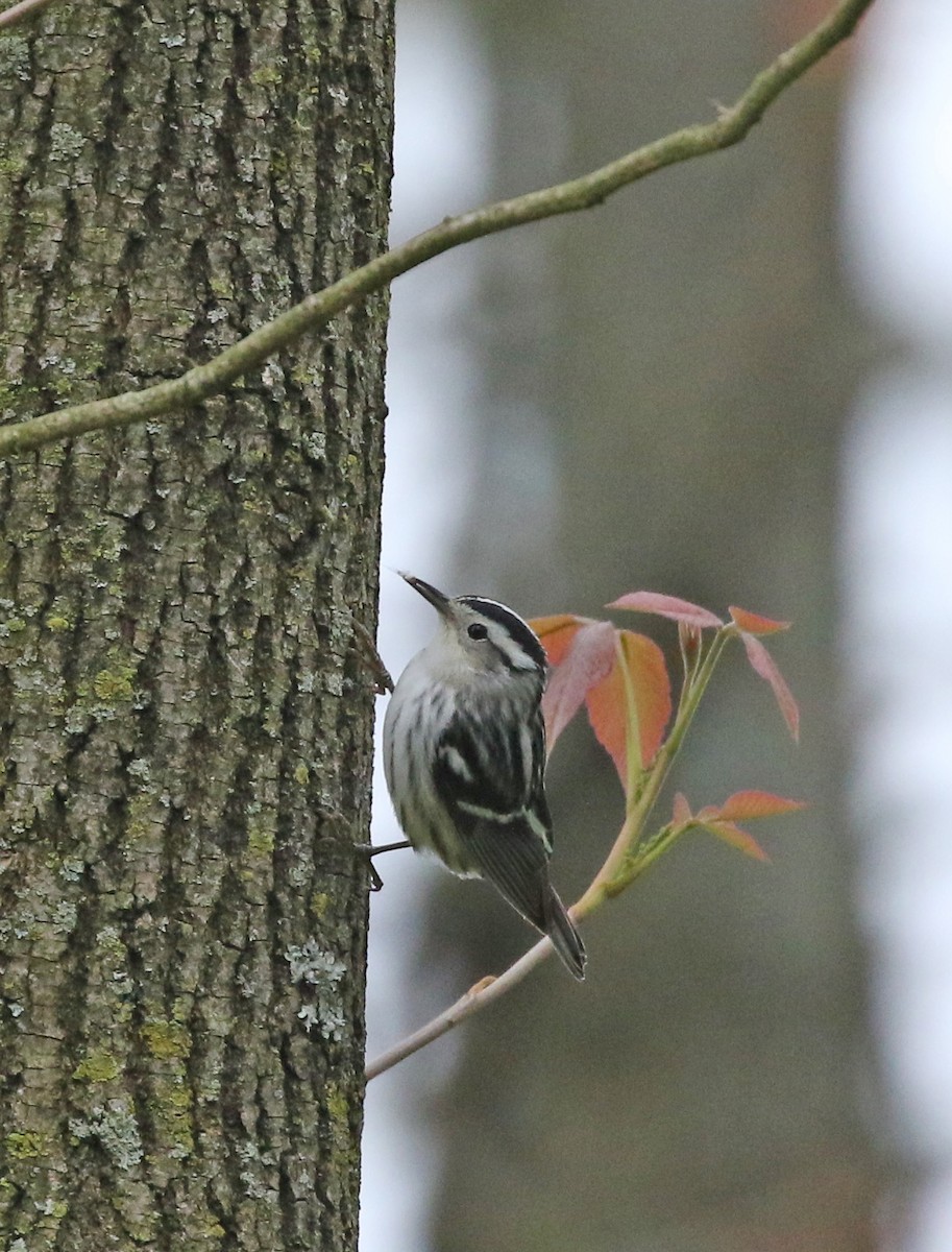 Black-and-white Warbler - ML232004581