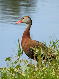 Black-bellied Whistling-Duck, ML232004881