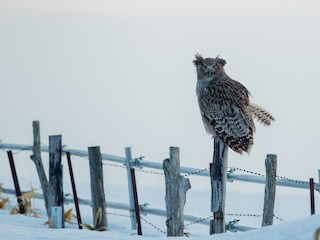  - Blakiston's Fish-Owl