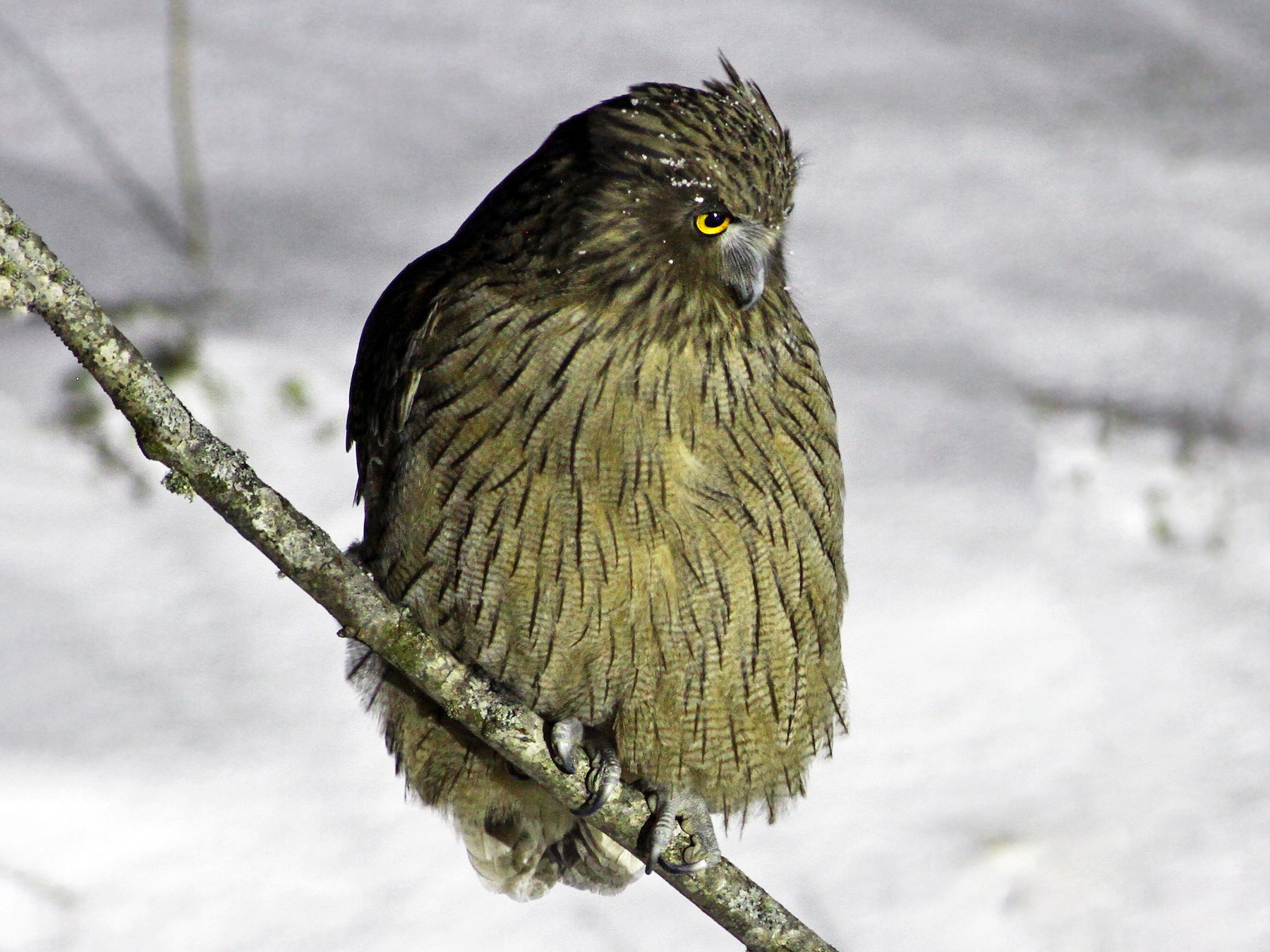 Blakiston's Fish-Owl - Andrew Spencer